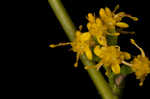 Wreath goldenrod